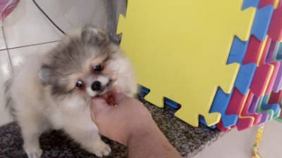 Spitz Alemo Lulu da pomernia machos e fmea