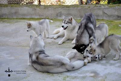 Cachorros disponveis em Hiyouton Siberians