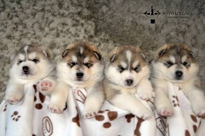 Cachorros disponveis em Hiyouton Siberians