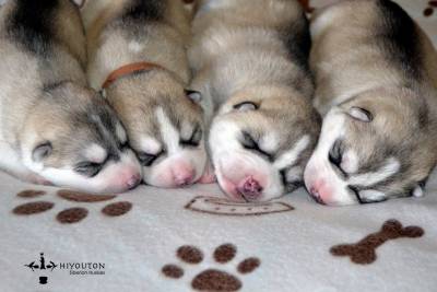 Cachorros disponveis em Hiyouton Siberians