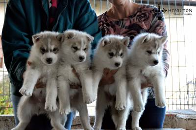 Cachorros disponveis em Hiyouton Siberians