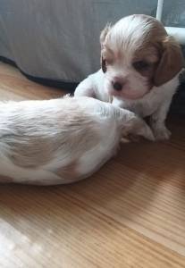 Cavalier King Charles Spaniel filhotes machos blenheim