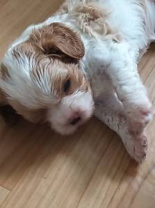 Cavalier King Charles Spaniel filhotes machos blenheim