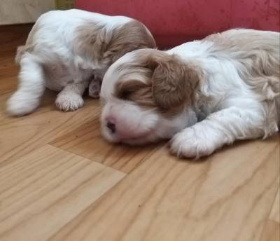 Cavalier King Charles Spaniel filhotes machos blenheim