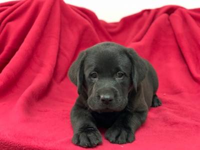 Labrador Retriever fmeas pretas