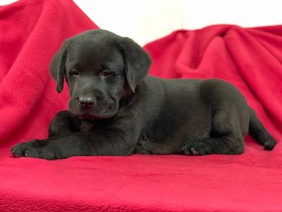 Labrador Retriever fmeas pretas