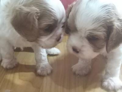 Cavalier King Charles Spaniel filhotes machos blenheim