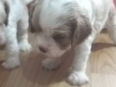 Cavalier King Charles Spaniel filhotes machos blenheim