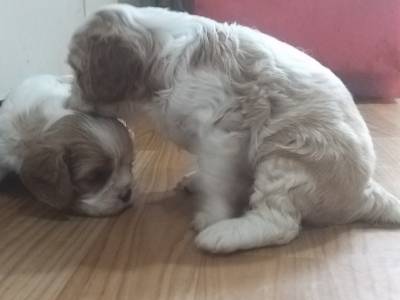 Cavalier King Charles Spaniel filhotes machos blenheim