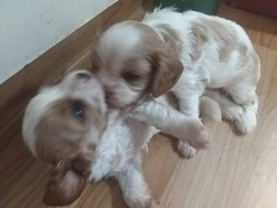 Cavalier King Charles Spaniel filhotes machos blenheim