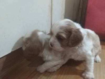 Cavalier King Charles Spaniel filhotes machos blenheim