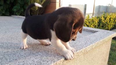 Beagle