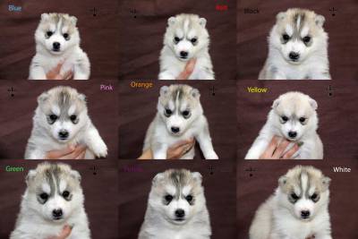 Bebes disponiveis em Hiyouton Siberians