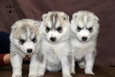 Bebes disponiveis em Hiyouton Siberians