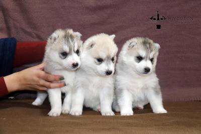 Bebes disponiveis em Hiyouton Siberians