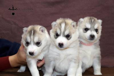 Bebes disponiveis em Hiyouton Siberians