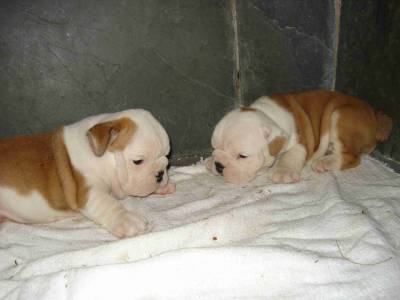 Lindos filhotes de Bulldog