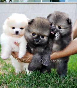 Lindos filhotes de Spitz Alemão - Lulu da Pomerânia Lindos filhotes de Spitz Alemão - Lulu da Pomerânia