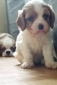 Cavalier King Charles Spaniel filhotes machos blenheim