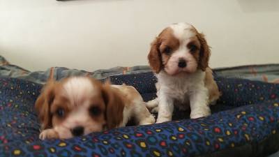 Cavalier King Charles Spaniel filhotes machos blenheim