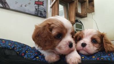 Cavalier King Charles Spaniel filhotes machos blenheim