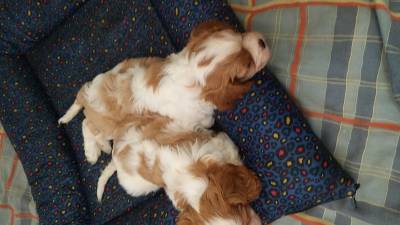 Cavalier King Charles Spaniel filhotes machos blenheim