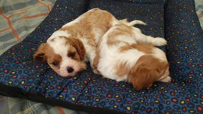 Cavalier King Charles Spaniel filhotes machos blenheim