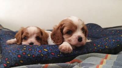 Cavalier King Charles Spaniel filhotes machos blenheim