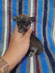 Chihuahua lindos filhotes disponveis canil enchantress