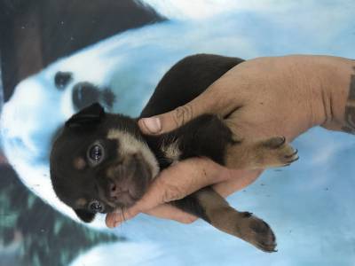 Chihuahua lindos filhotes disponveis canil enchantress