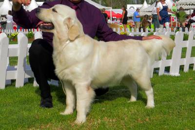 Golden Retriever macho todos os testes ok com LOP e afixo para Acasalamento