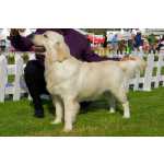 Golden Retriever Golden Retriever macho todos os testes ok com LOP e afixo para Acasalamento Setbal Pinhal Novo