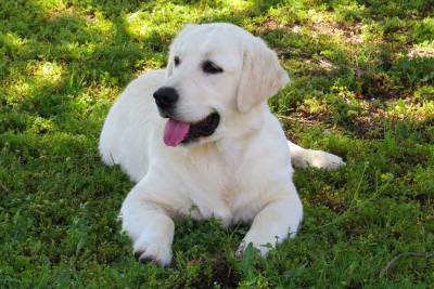 Golden Retriever macho todos os testes ok com LOP e afixo para Acasalamento