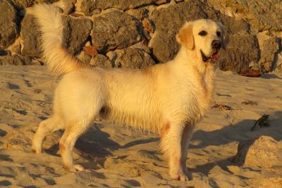 Golden Retriever macho todos os testes ok com LOP e afixo para Acasalamento