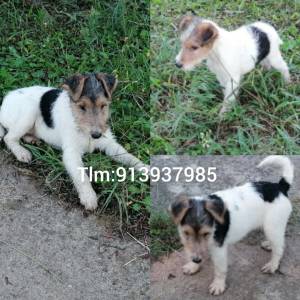 Fox terrier Fox terrier