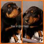 Rottweiler Rottweiler Porto Matosinhos