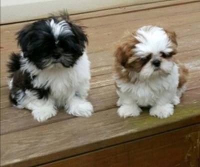 SHIH-TZU SHIH-TZU