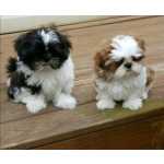 Shih-tzu SHIH-TZU  Porto Matosinhos