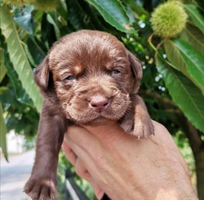 Labrador Retrivier