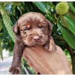 Retriever Do Labrador Labrador Retrivier