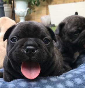 Lindo filhote tigrado de Bulldog Francês Lindo filhote tigrado de Bulldog Francês