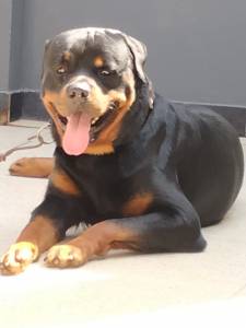 Maravilhosos filhotes de Rotweiller