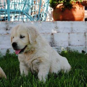 GOLDEN Retriever