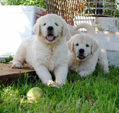 GOLDEN Retriever