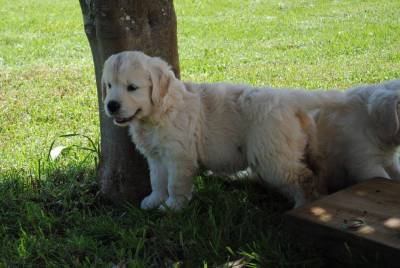 GOLDEN Retriever