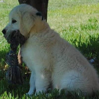 GOLDEN Retriever