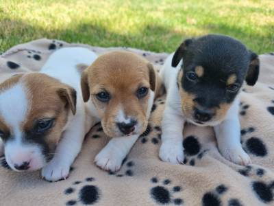 Jack Russel Terrier Excelentes