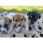 Jack Russel Terrier Jack Russel Terrier Excelentes Santarm Santarm