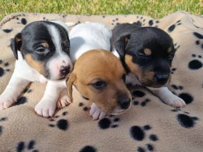 Jack Russel Terrier Excelentes