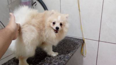 Spitz Alemo pomernia macho creme RJ